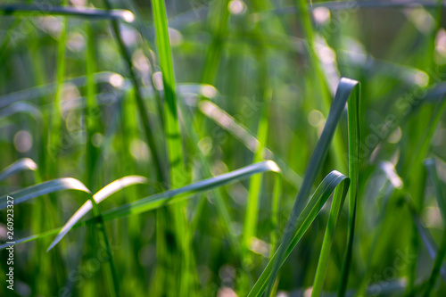 The green grass leaves that are soft and tender.