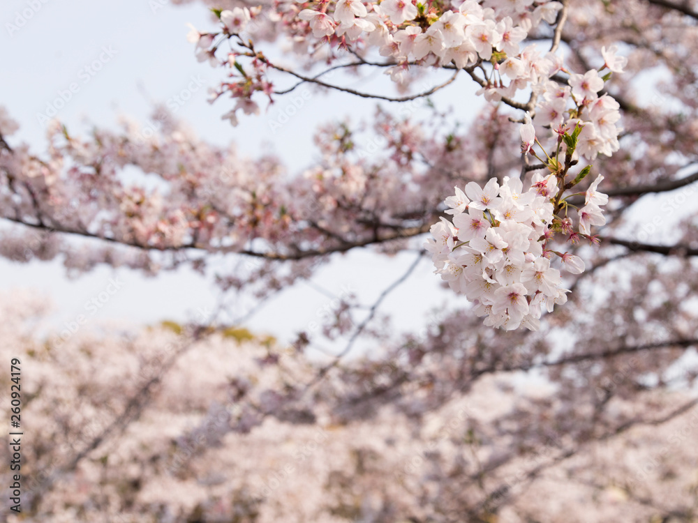 桜と空