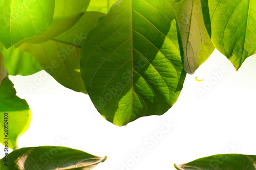 Look up on the branches of Terminalia Catappa trees, green on white sky background. photo