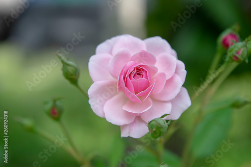 Close up pink of Damask Rose flower