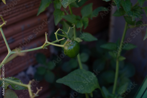 fruta romã e pimenteira verde photo