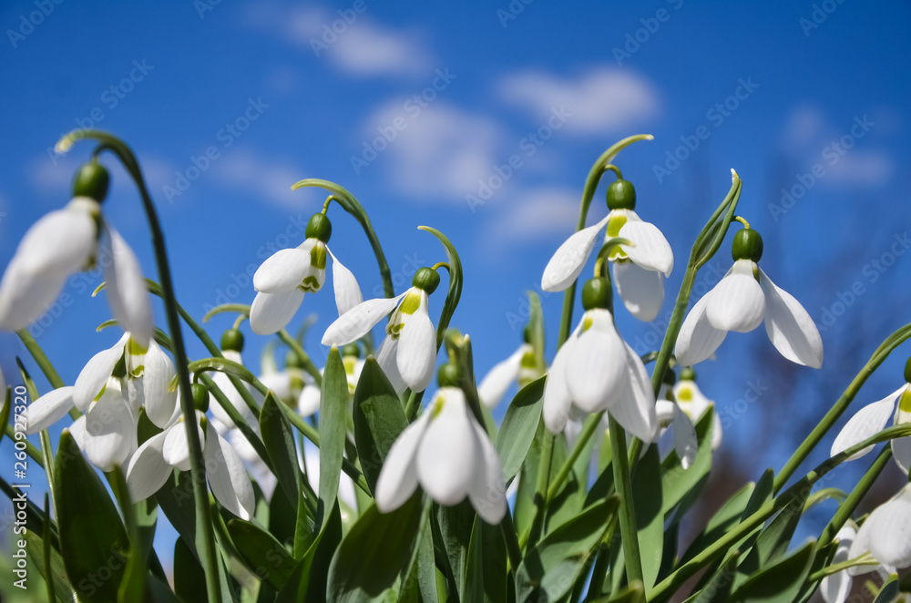 Snowdrop or common snowdrop (Galanthus nivalis) flowers. White flowers against the blue sky with clouds. selective focus. Snowdrop or common snowdrop (Galanthus nivalis) flowers. White flowers against the blue sky with clouds. selective focus.