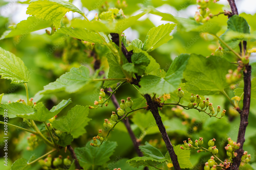 not ripe berries of black currant not ripe berries of black currant