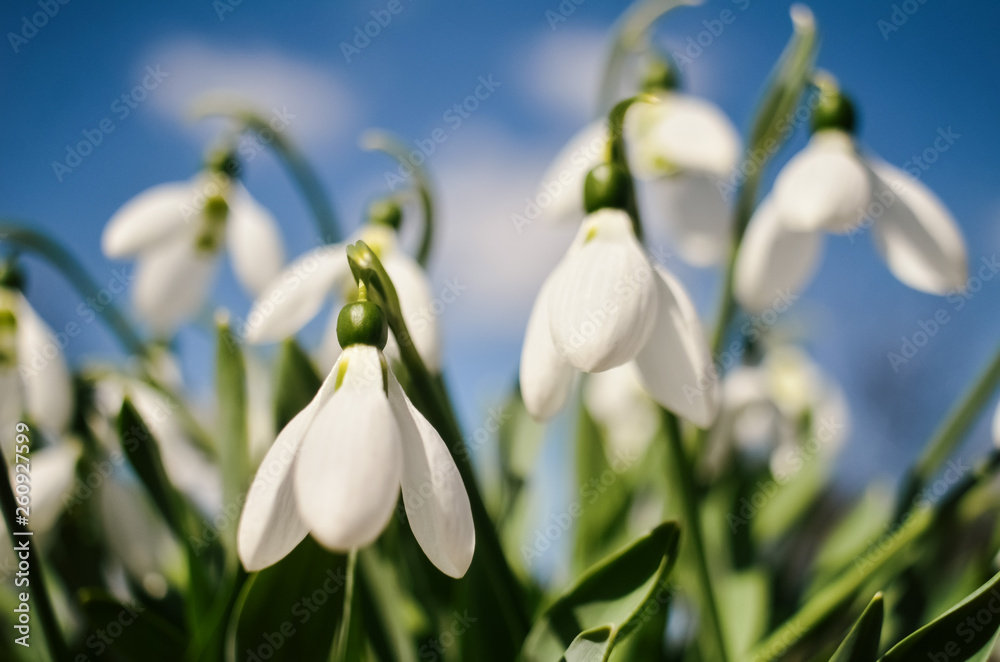 Snowdrop or common snowdrop (Galanthus nivalis) flowers. White flowers against the blue sky with clouds. selective focus. Snowdrop or common snowdrop (Galanthus nivalis) flowers. White flowers against the blue sky with clouds. selective focus.