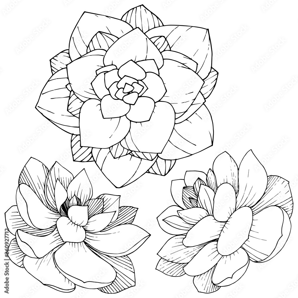 Fototapeta premium Vector Succulents floral botanical flower. Black and white engraved ink art. Isolated succulents illustration element.