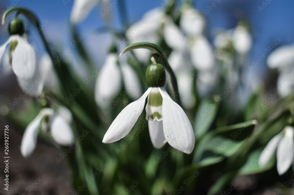 Snowdrop or common snowdrop (Galanthus nivalis) flowers. White flowers against the blue sky with clouds. selective focus. Snowdrop or common snowdrop (Galanthus nivalis) flowers. White flowers against the blue sky with clouds. selective focus.