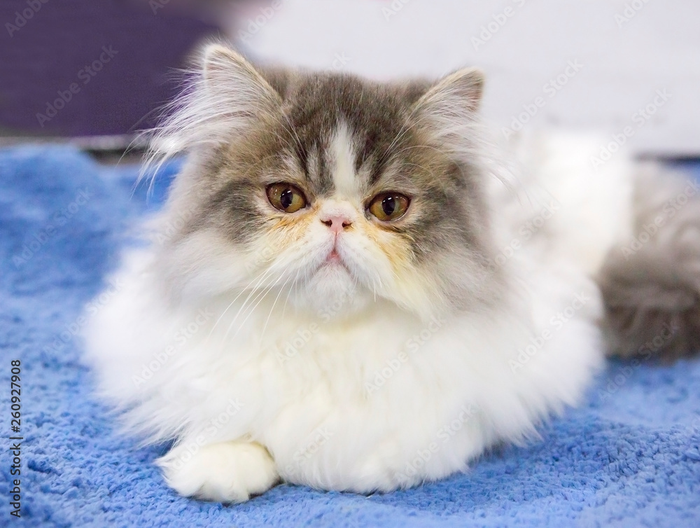 Persian cat. Persian cat is a real aristocrat of the cat world. Upturned nose of the Persians is a distinctive feature of the breed. Persian kittens – cute fluffy balls that will impress even the most