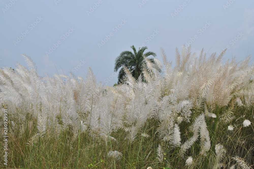 kaas flowers kaas flowers