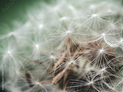 Macro of denderlion in forest