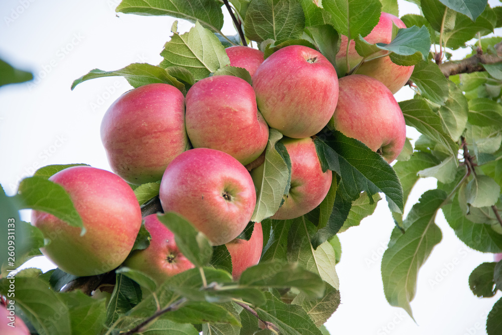 Frash red apples on apple tree branch Frash red apples on apple tree branch