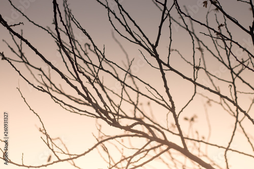 tree branch silhouette background