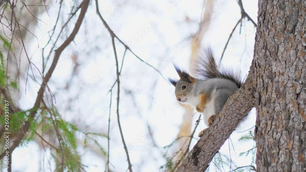 Little cute squirrel sitting on a pine branch in a natural park. Slow motion. Little cute squirrel sitting on a pine branch in a natural park. Slow motion.