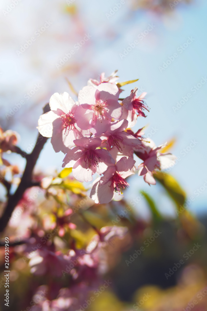 Close up Pink cherry blossoms bloom on bright sky background Close up Pink cherry blossoms bloom on bright sky background