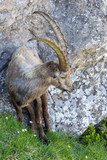 one male adult alpine ibex capricorn standing at rock cliff in meadow