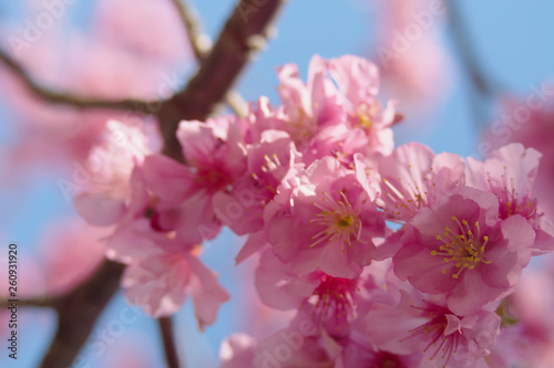 Close up Pink cherry blossoms bloom on bright sky background