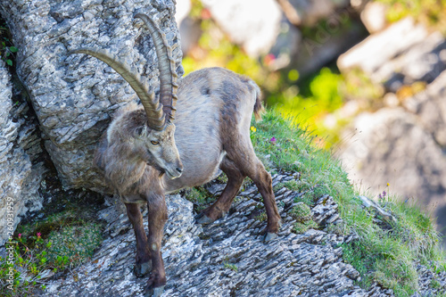 male alpine ibex capricorn standing in rocky scarp cliff