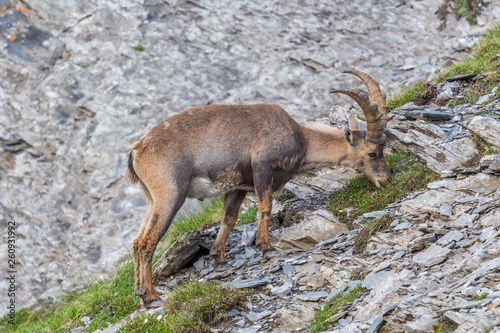 alpine ibex capricorn grazing in mountain rocks debris