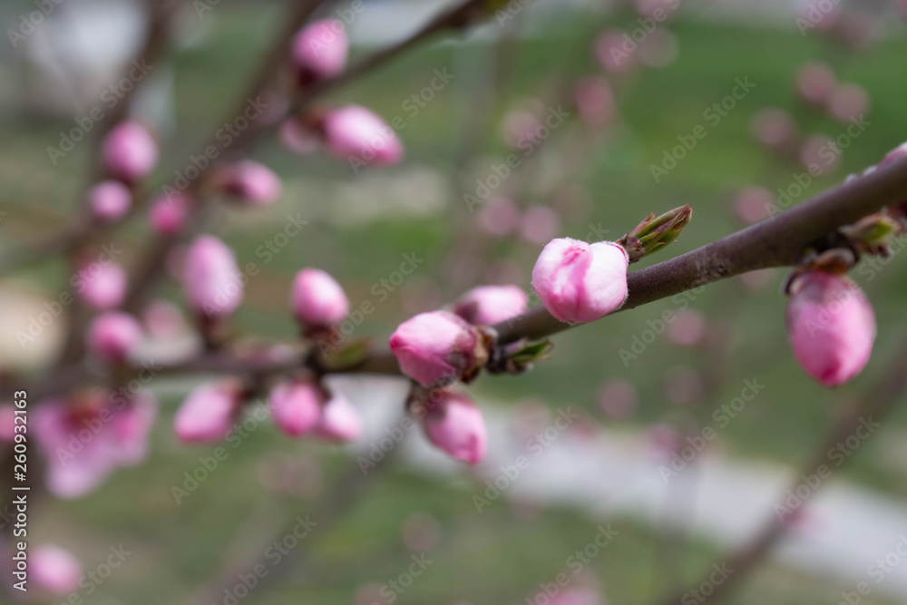 Dreamy image of a delicate pink peach tree flower in spring. Spring flowers series, peach blossoming Dreamy image of a delicate pink peach tree flower in spring. Spring flowers series, peach blossoming