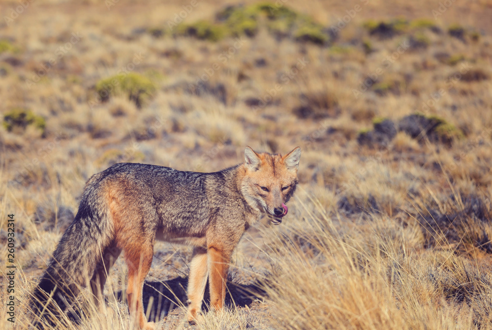 Fototapeta premium Fox in Patagonia