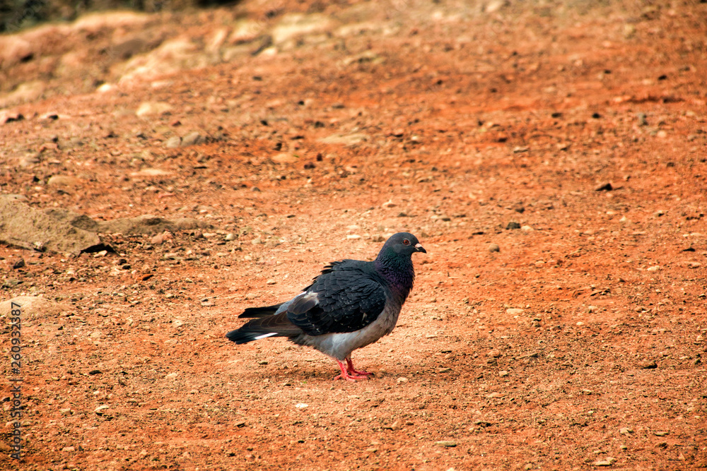 Obraz premium Bird in the sand
