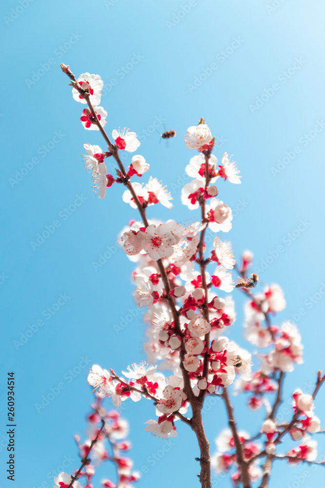 Spring flowers. Beautiful Orchard.