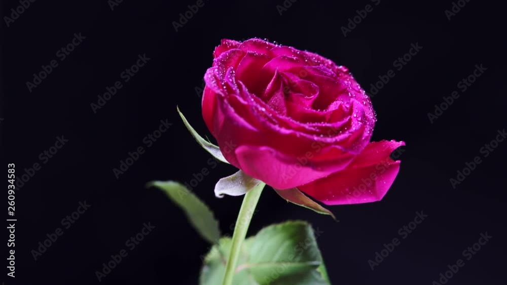 Rotating Pink Rose Flower with Wet Petals and Leaves Rotating Pink Rose Flower with Wet Petals and Leaves