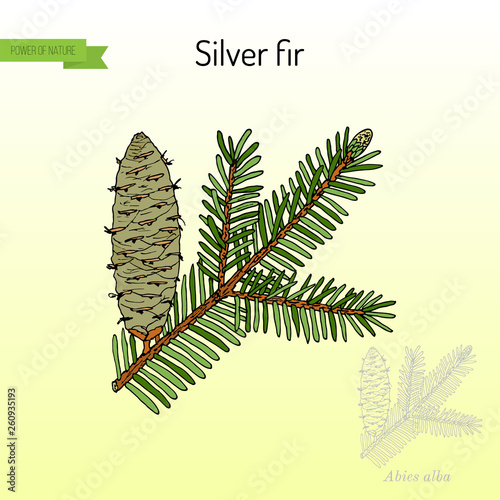 European silver fir abies alba , medicinal plant
