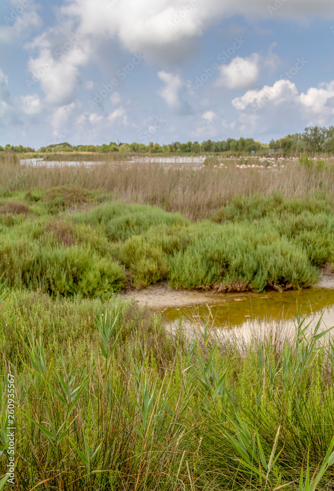 Obraz premium Regional Nature Park of the Camargue