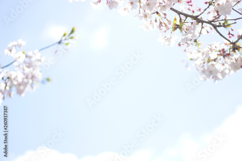       Cherry Blossoms  Sakura flowers  in full bloom  Japan