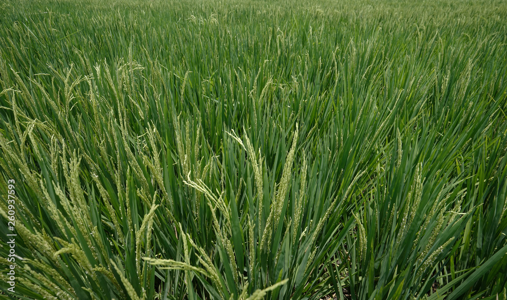 Paddy plants in green rice fields at Bali island, Indonesia, Asia Tenggara. Isolated on green enviromental and earth hour concepts Paddy plants in green rice fields at Bali island, Indonesia, Asia Tenggara. Isolated on green enviromental and earth hour concepts