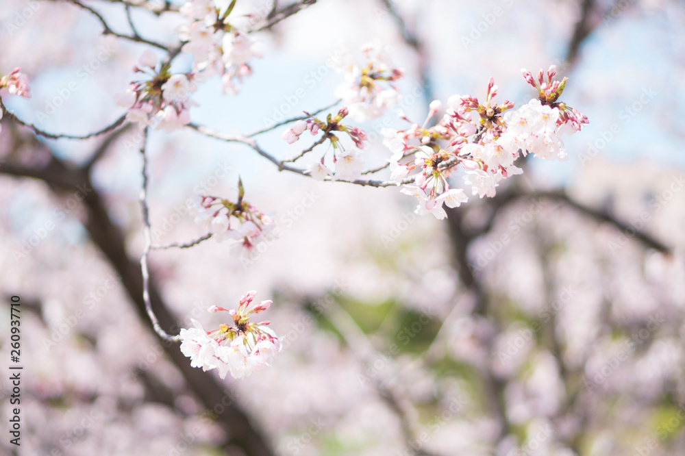 Cherry Blossom