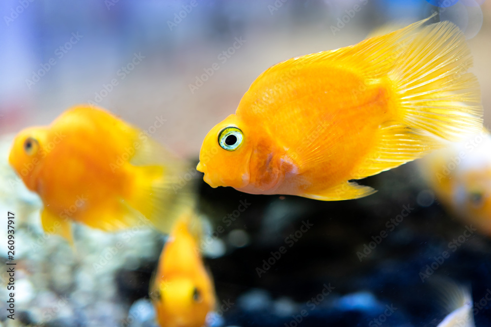 aquarium fish Cichlids parrot yellow. lots of floating yellow parrot fish in the aquarium