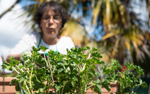 senior woman potting geranium flowers, outdoors