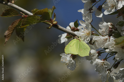 A stunning Brimstone Butterfly (Gonepteryx rhamni) nectaring on white Cherry blossom in spring. photo