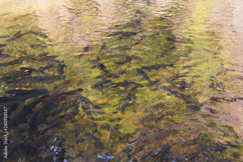 Antimony fish Fish are nibbling in waterfall. photo