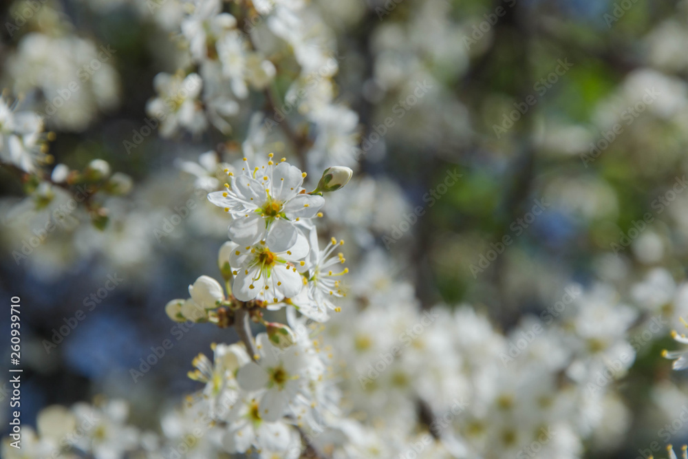 Close up macro photo of tiny white flowers, blossoms, sky background, tiny green leaves, branches of a tree in spring season, beautiful springtime, gardening and farm tree Close up macro photo of tiny white flowers, blossoms, sky background, tiny green leaves, branches of a tree in spring season, beautiful springtime, gardening and farm tree