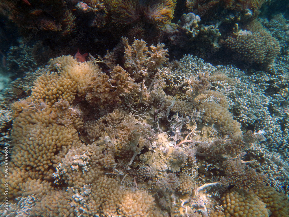 snorkeling Zanzibar, Tanzania, Indian ocean snorkeling Zanzibar, Tanzania, Indian ocean