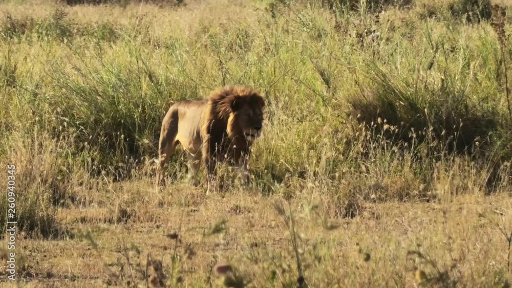 A Lion walking in the Tanzania savannah, panning camera movement from left to right A Lion walking in the Tanzania savannah, panning camera movement from left to right