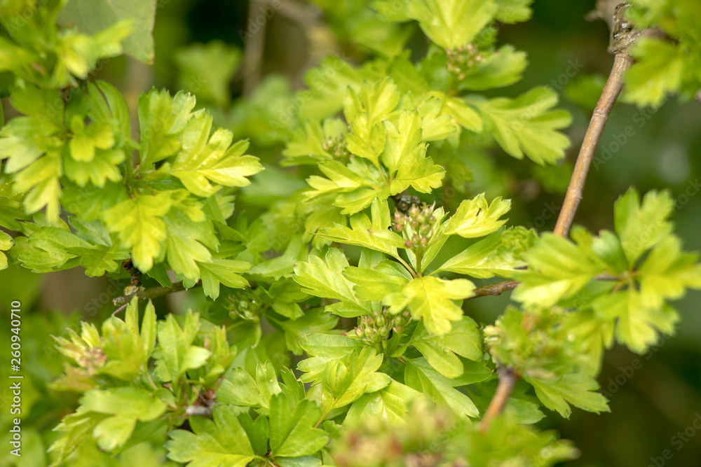 Background of green leaves natural in yellow color. Background of green leaves natural in yellow color.