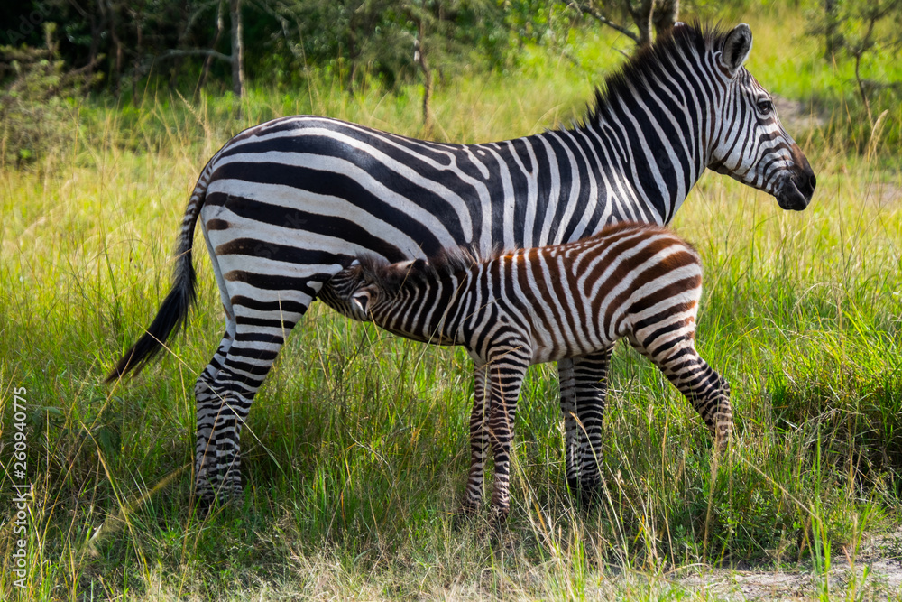 Mother and feeding baby zebra in green grassland in national park, Uganda, Africa Mother and feeding baby zebra in green grassland in national park, Uganda, Africa
