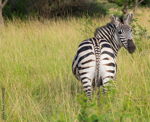 Zebra from behind looking in to camera standing in high grass, Uganda, Africa