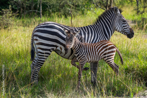 Mother and baby zebra in green grassland in national park  Uganda  Africa