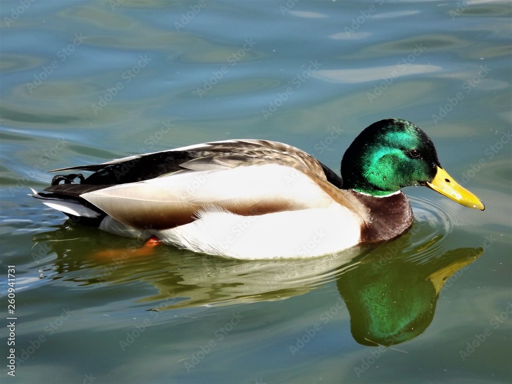 Obraz premium Mr. Duck