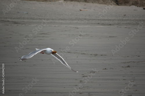 Seagull with Clam In Flight Wings Down