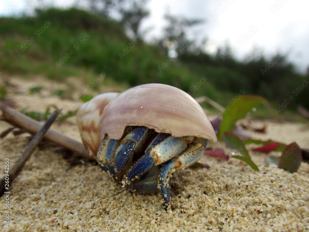 Amami Oshima, Japan - Terrestrial Hermit Crab, Coenobita purpureus Stimpson--nationally protected species, on Tomori Beach at Amami Oshima, Kagoshima, Japan