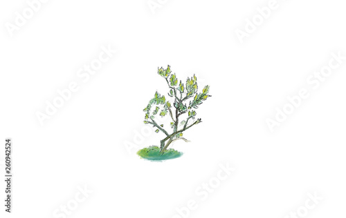 Art color drawing little tree illustration.Tree with isolated white background.Herbal painting with grass