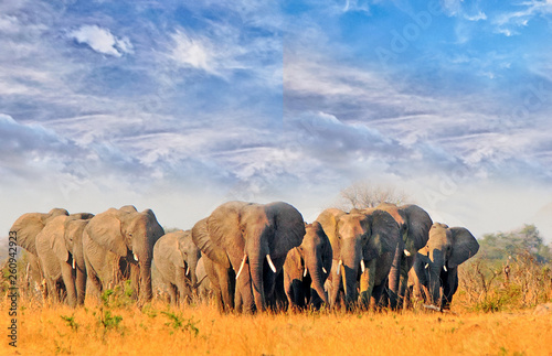 Herd of elephants walking across the dry arid african plains in Hwange National Park  Zimbabwe