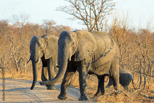 Small family herd of African Elephants walking across a dry dust track in Hwange National Park, Zimbabwe