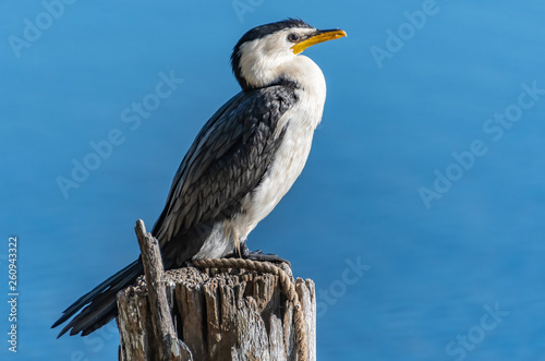 Little Pied Cormorant on post © Merrillie