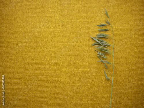 on a yellow background on the right is the dry grass. you can see the lines and texture. horizontally. inscriptions and logos are where to put
